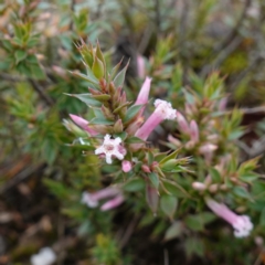 Leucopogon neoanglicus (A Beard-Heath) at Morton National Park - 30 Jun 2024 by RobG1