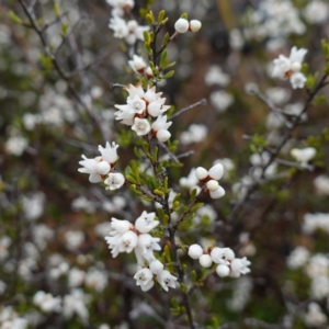 Cryptandra amara at Morton National Park - 30 Jun 2024