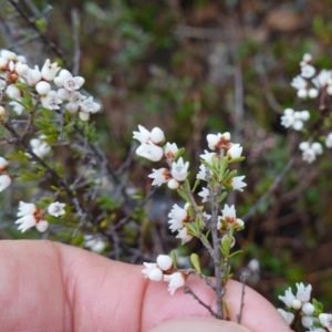 Cryptandra amara at Morton National Park - 30 Jun 2024