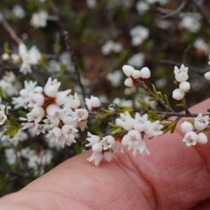 Cryptandra amara at Morton National Park - 30 Jun 2024