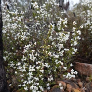 Cryptandra amara at Morton National Park - 30 Jun 2024