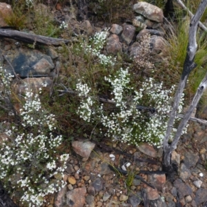 Cryptandra amara at Morton National Park - 30 Jun 2024