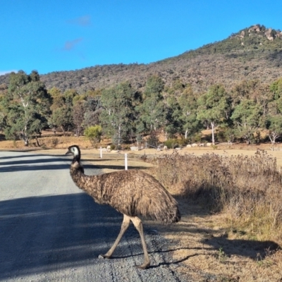 Dromaius novaehollandiae (Emu) at Birrigai - 4 Jul 2024 by jac