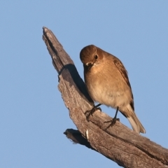 Petroica phoenicea (Flame Robin) at Winton North, VIC - 23 Jun 2024 by jb2602