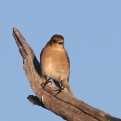 Petroica phoenicea at Winton North, VIC - 23 Jun 2024