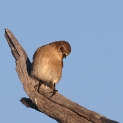 Petroica phoenicea at Winton North, VIC - 23 Jun 2024