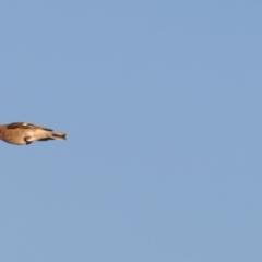 Petroica phoenicea at Winton North, VIC - 23 Jun 2024