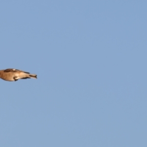 Petroica phoenicea at Winton North, VIC - 23 Jun 2024 04:25 PM