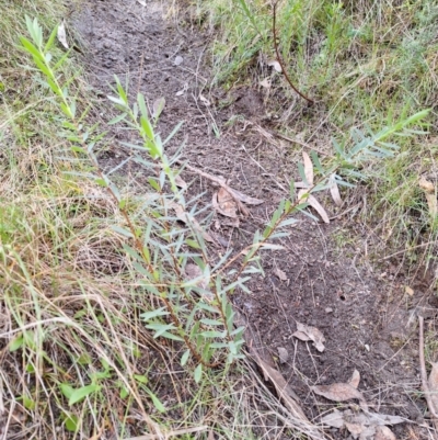 Pimelea treyvaudii (Grey Riceflower) at Birrigai - 4 Jul 2024 by jac