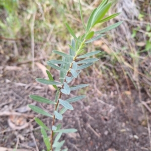 Pimelea treyvaudii at Birrigai - 4 Jul 2024