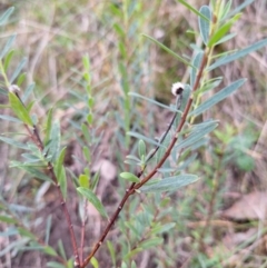 Pimelea treyvaudii at Birrigai - 4 Jul 2024