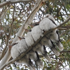 Dacelo novaeguineae (Laughing Kookaburra) at Lions Youth Haven - Westwood Farm A.C.T. - 4 Jul 2024 by HelenCross