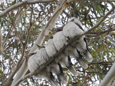 Dacelo novaeguineae (Laughing Kookaburra) at Lions Youth Haven - Westwood Farm A.C.T. - 4 Jul 2024 by HelenCross