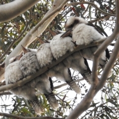 Dacelo novaeguineae at Lions Youth Haven - Westwood Farm A.C.T. - suppressed