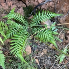 Dicksonia antarctica (Soft Treefern) at Aranda Bushland - 4 Jul 2024 by lbradley