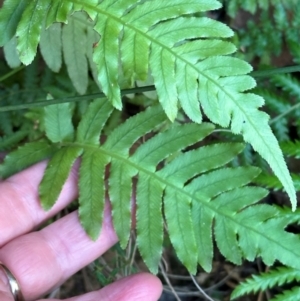 Blechnum cartilagineum at Aranda Bushland - 4 Jul 2024