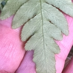 Blechnum cartilagineum at Aranda Bushland - suppressed