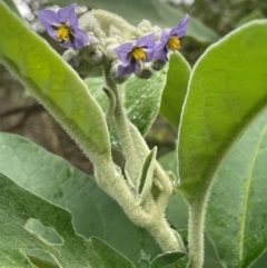 Solanum mauritianum (Wild Tobacco Tree) at Central Tilba, NSW - 4 Jul 2024 by Clarel