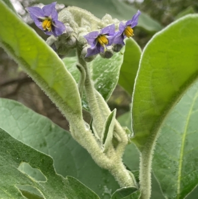 Solanum mauritianum (Wild Tobacco Tree) at Central Tilba, NSW - 4 Jul 2024 by Clarel