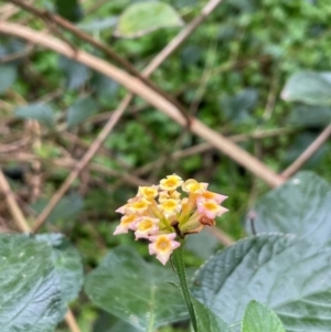 Lantana camara at Central Tilba, NSW - 4 Jul 2024