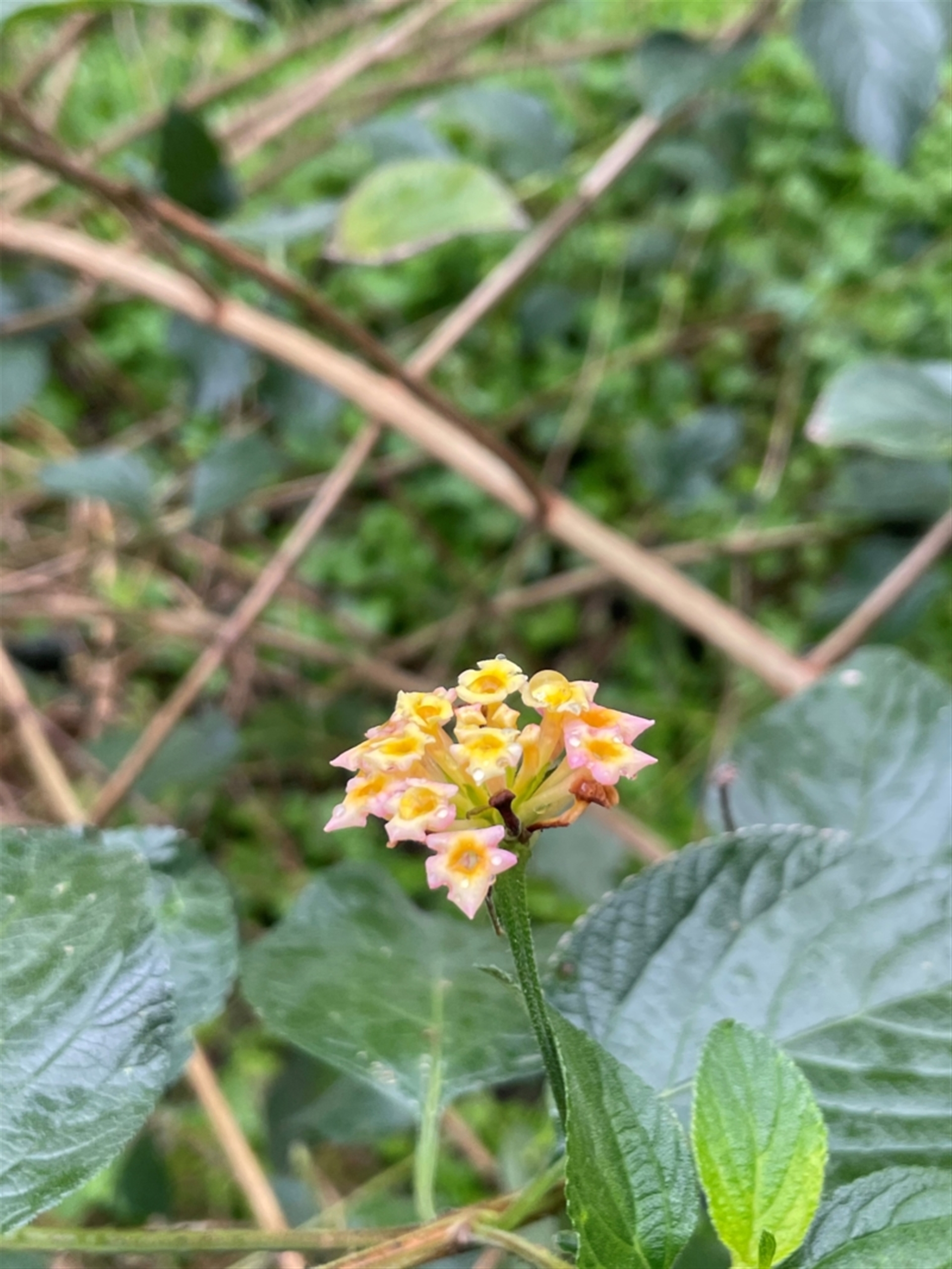 Lantana camara at Central Tilba, NSW - 4 Jul 2024 01:06 PM