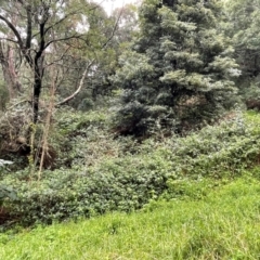 Lantana camara at Central Tilba, NSW - 4 Jul 2024 01:06 PM