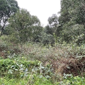 Lantana camara at Central Tilba, NSW - 4 Jul 2024