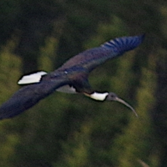 Threskiornis spinicollis (Straw-necked Ibis) at Yerrabi Pond - 4 Jul 2024 by betchern0t