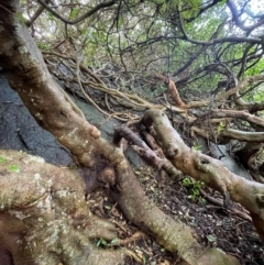 Ficus rubiginosa at Central Tilba, NSW - 4 Jul 2024 01:03 PM