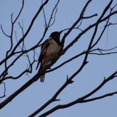 Cracticus nigrogularis (Pied Butcherbird) at Walgett, NSW - 4 Jul 2024 by MB