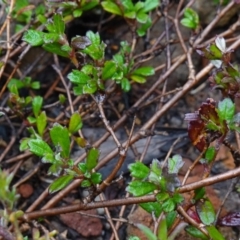 Xanthosia tridentata (Hill Xanthosia) at Morton National Park - 30 Jun 2024 by RobG1