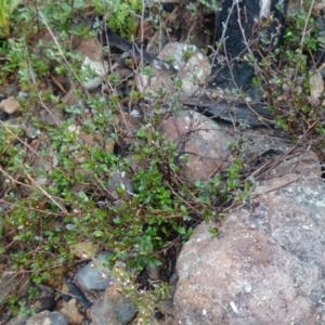 Xanthosia tridentata at Morton National Park - 30 Jun 2024 11:52 AM