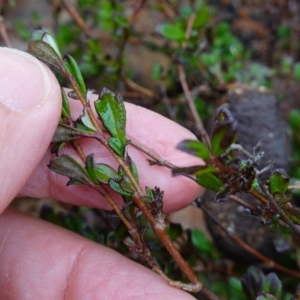 Xanthosia tridentata at Morton National Park - 30 Jun 2024