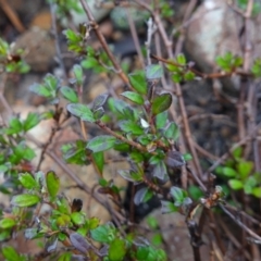 Xanthosia tridentata at Morton National Park - 30 Jun 2024 11:52 AM