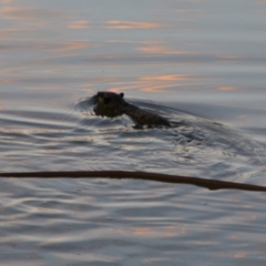 Hydromys chrysogaster (Rakali or Water Rat) at Walgett, NSW - 4 Jul 2024 by MB