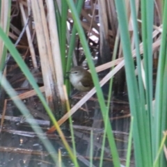 Acrocephalus australis (Australian Reed-Warbler) at Walgett, NSW - 4 Jul 2024 by MB