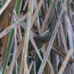 Acrocephalus australis at Walgett, NSW - 4 Jul 2024