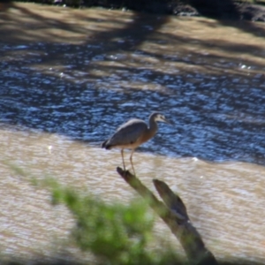 Egretta novaehollandiae at North Bourke, NSW - 4 Jul 2024 12:19 PM