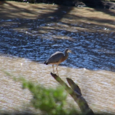 Egretta novaehollandiae (White-faced Heron) at North Bourke, NSW - 4 Jul 2024 by MB