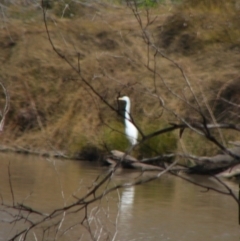 Ardea alba (Great Egret) at North Bourke, NSW - 4 Jul 2024 by MB