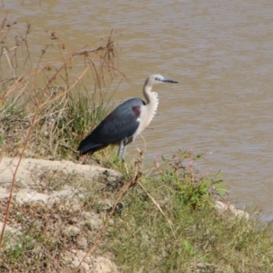 Ardea pacifica at North Bourke, NSW - 4 Jul 2024 12:19 PM