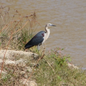 Ardea pacifica (White-necked Heron) at North Bourke, NSW by MB