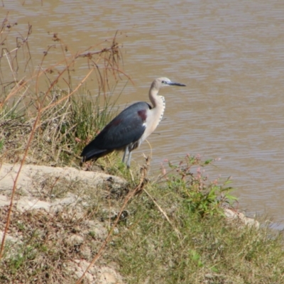 Ardea pacifica (White-necked Heron) at North Bourke, NSW - 4 Jul 2024 by MB