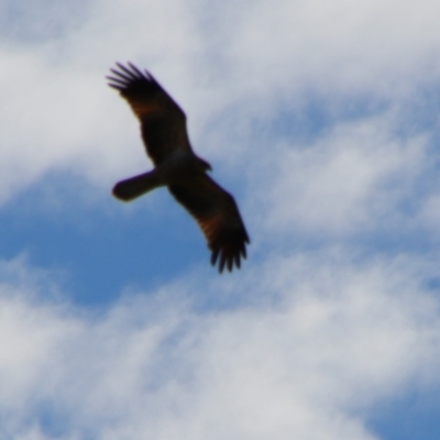 Haliastur sphenurus (Whistling Kite) at North Bourke, NSW - 4 Jul 2024 by MB