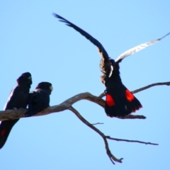 Calyptorhynchus banksii (Red-tailed Black-cockatoo) at Bourke, NSW - 4 Jul 2024 by MB