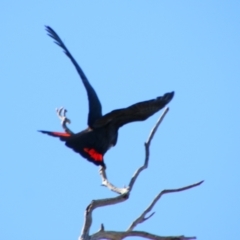 Calyptorhynchus banksii at Bourke, NSW - 4 Jul 2024