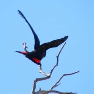 Calyptorhynchus banksii at Bourke, NSW - 4 Jul 2024