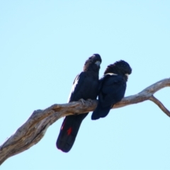 Calyptorhynchus banksii at Bourke, NSW - 4 Jul 2024 12:56 PM