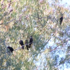 Calyptorhynchus banksii at Bourke, NSW - 4 Jul 2024