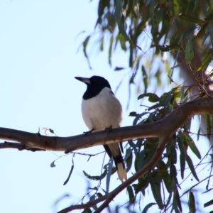Cracticus nigrogularis (Pied Butcherbird) at Bourke, NSW by MB